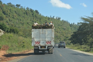 Yes, those aremen and  live sheep on the top of the truck!